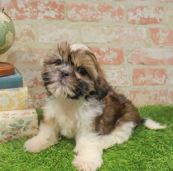 Male Shih Tzu puppy named Gomez for sale at Waggles Greensboro.