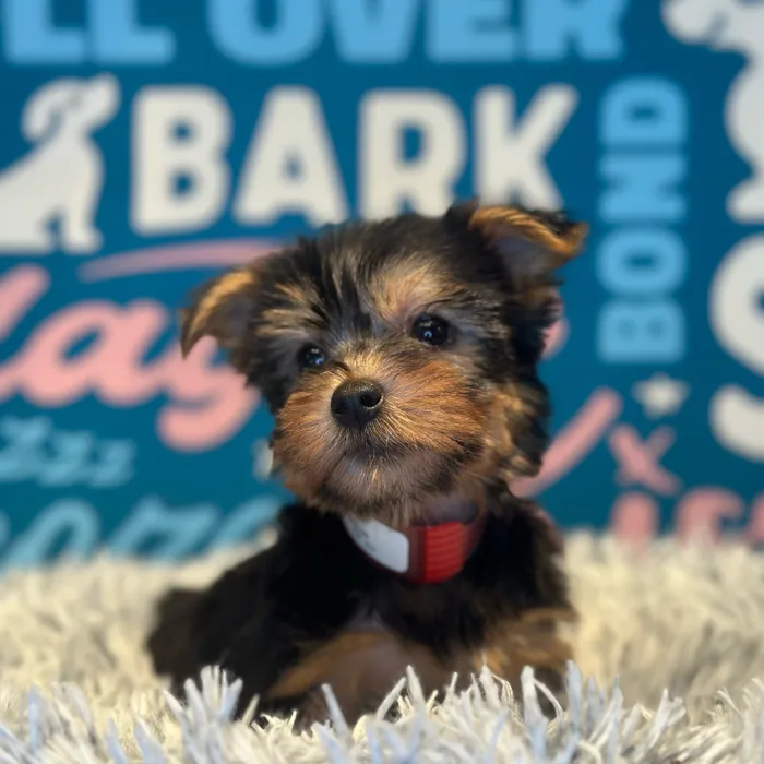 Female Silky Terrier puppy named Jolene for sale at Waggles Raleigh.