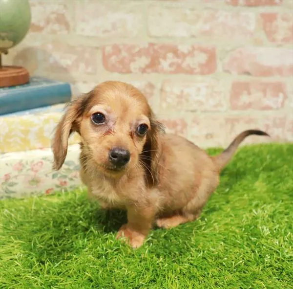 Male Dachshund puppy named Johnny for sale at Waggles Charlotte.