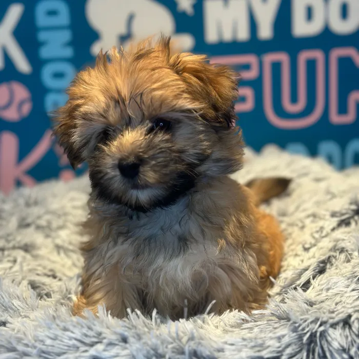 Female Morkie puppy named Willow for sale at Waggles Raleigh.