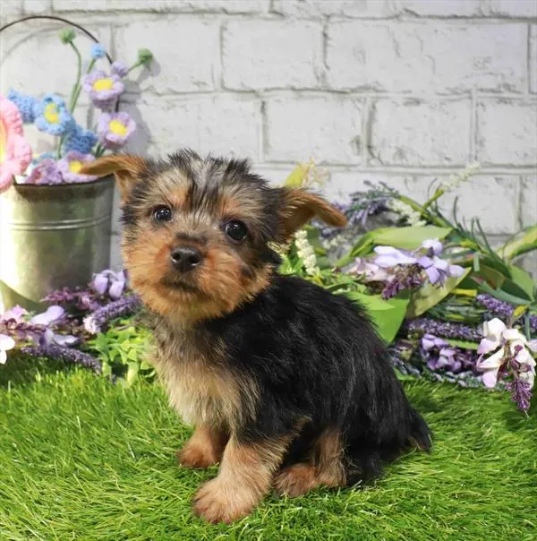 Male Silky Terrier puppy named Timon for sale at Waggles Charlotte.