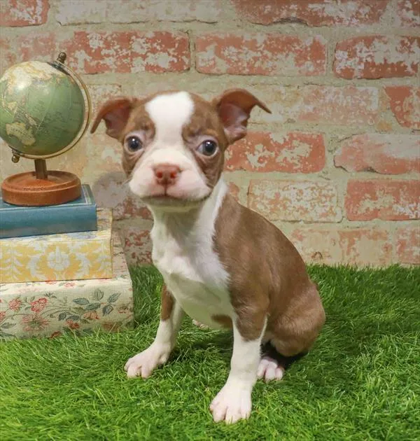 Female Boston Terrier puppy named Meryl for sale at Waggles Greensboro.