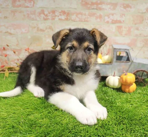 Male German Shepherd puppy named Fester for sale at Waggles Raleigh.