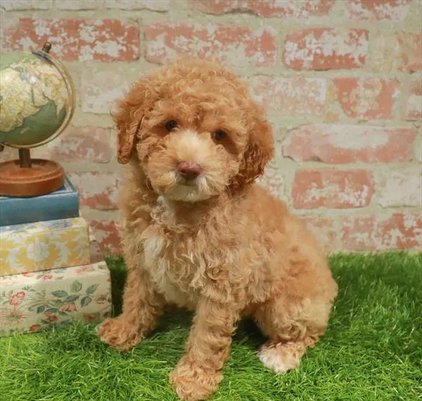 Female Mini Poodle puppy named Poppy for sale at Waggles Greensboro.