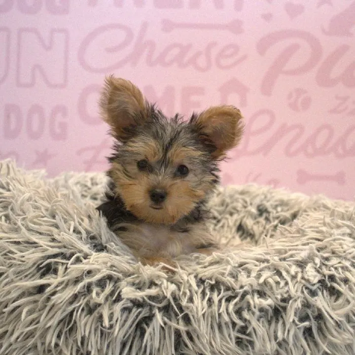 Female Yorkie-Poo puppy named Nancy for sale at Waggles Greensboro.