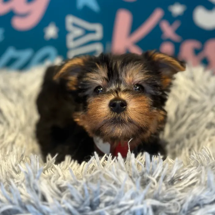 Female Silky Terrier puppy named Jolene for sale at Waggles Raleigh.