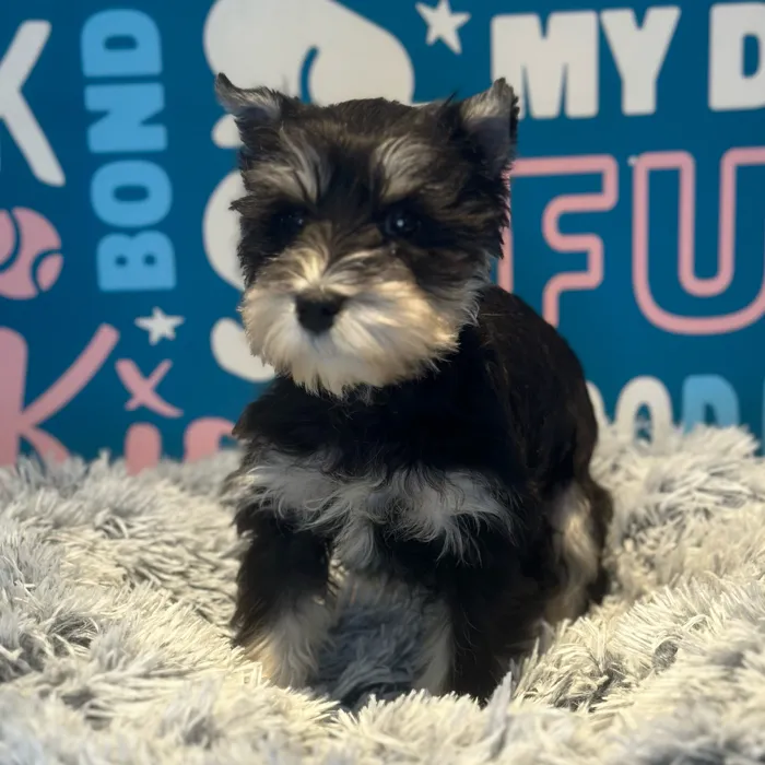 Female Mini Schnauzer puppy named Enola for sale at Waggles Raleigh.