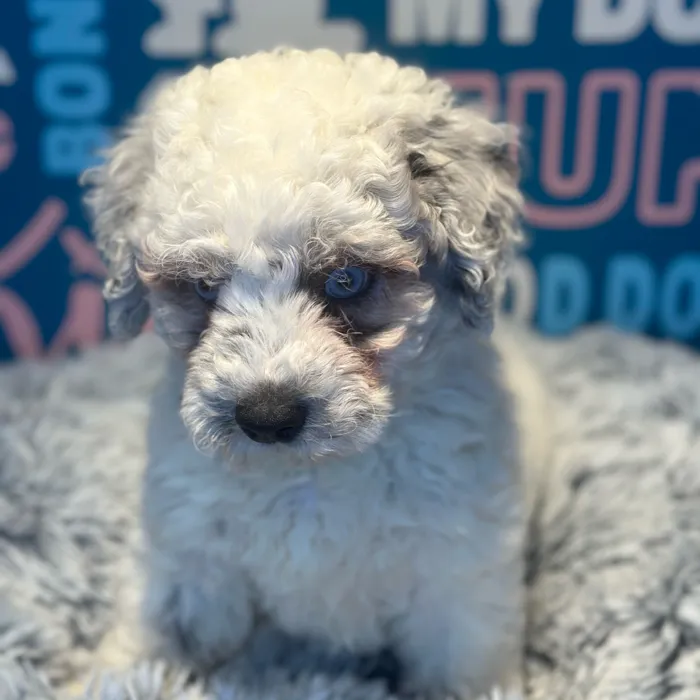 Male Mini Aussiedoodle puppy named Pablo for sale at Waggles Raleigh.