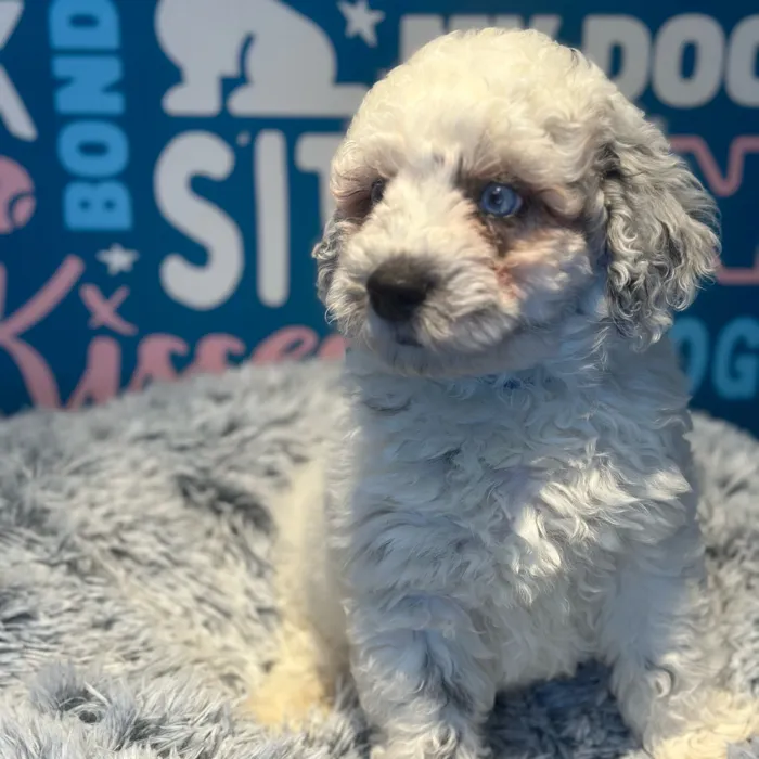 Male Mini Aussiedoodle puppy named Pablo for sale at Waggles Raleigh.