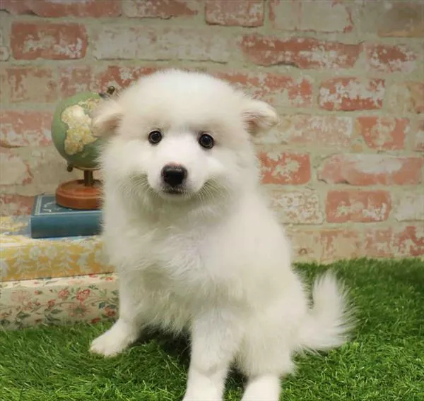 Male Hybrid puppy named Arthur for sale at Waggles Raleigh.