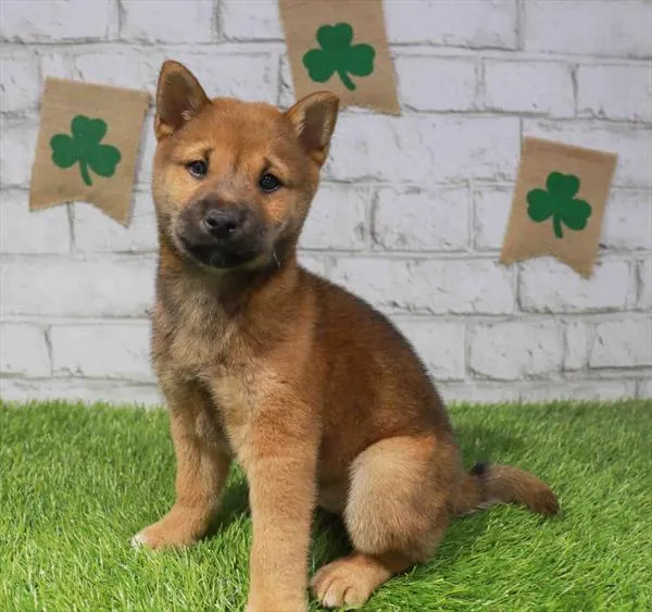 Male Shiba Inu puppy named Arthur for sale at Waggles Raleigh.