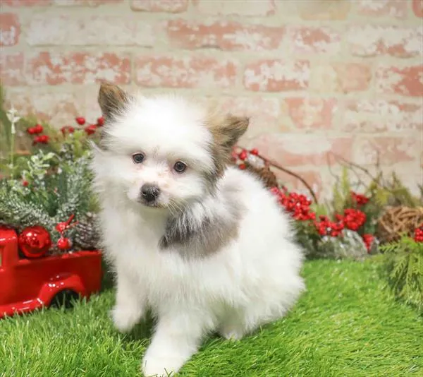 Male Pomeranian puppy named Frost for sale at Waggles Raleigh.