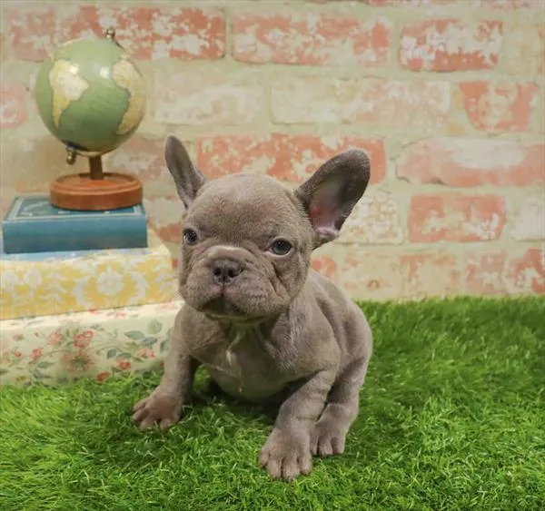 Female French Bulldog puppy named Harper for sale at Waggles Charlotte.