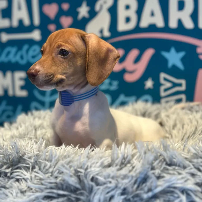 Male Chiweenie puppy named Herman for sale at Waggles Raleigh.