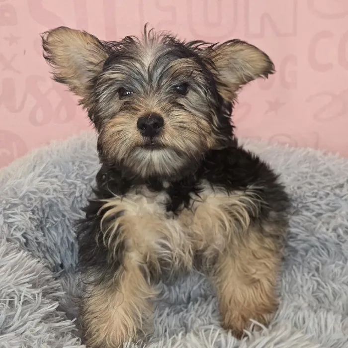 Male Yorkie puppy named Atticus for sale at Waggles Raleigh.