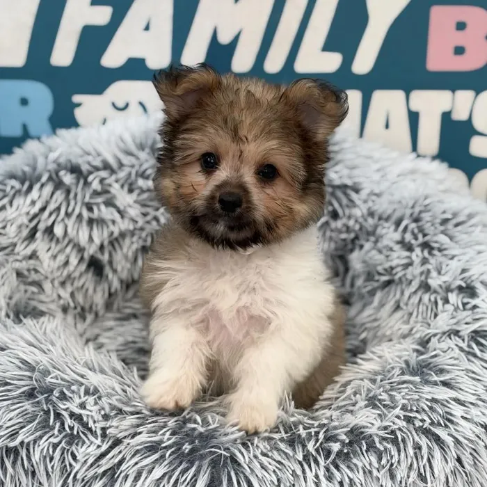 Male Havapom puppy named Jerry for sale at Waggles Charlotte.