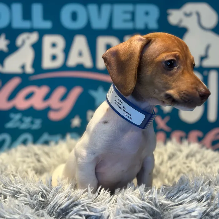 Male Chiweenie puppy named Herman for sale at Waggles Raleigh.