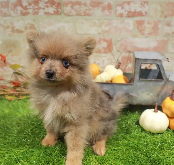 Male Pomeranian puppy named Jaxon for sale at Waggles Charlotte.