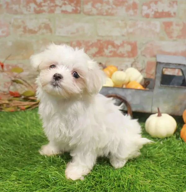 Female Maltese puppy named Daphne for sale at Waggles Raleigh.