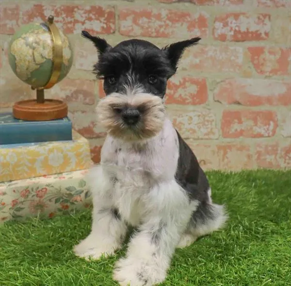 Male Mini Schnauzer puppy named Titan for sale at Waggles Greensboro.