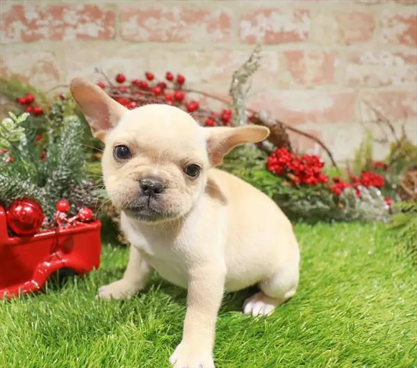 Female French Bulldog puppy named Leia for sale at Waggles Raleigh.
