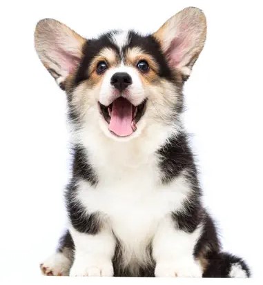 Waggles Puppies in Raleigh, NC
