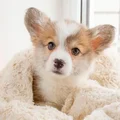 None